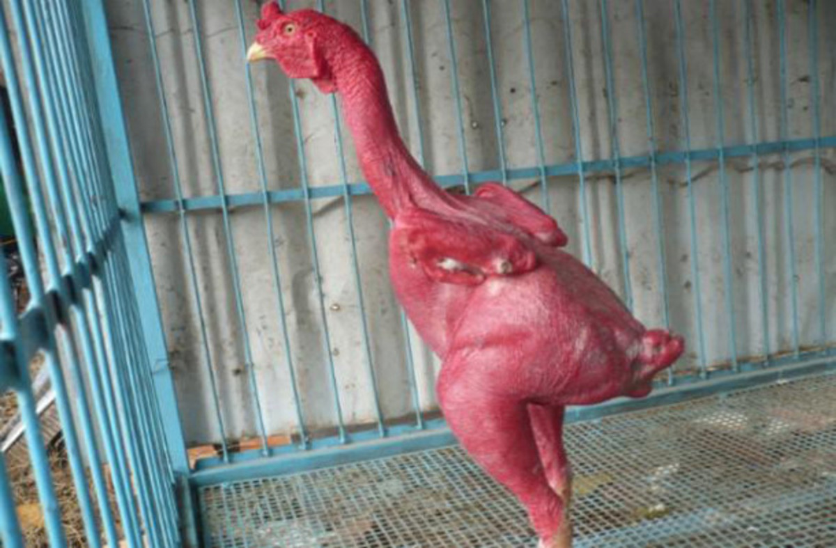 Kfc chickens no beaks and feathers