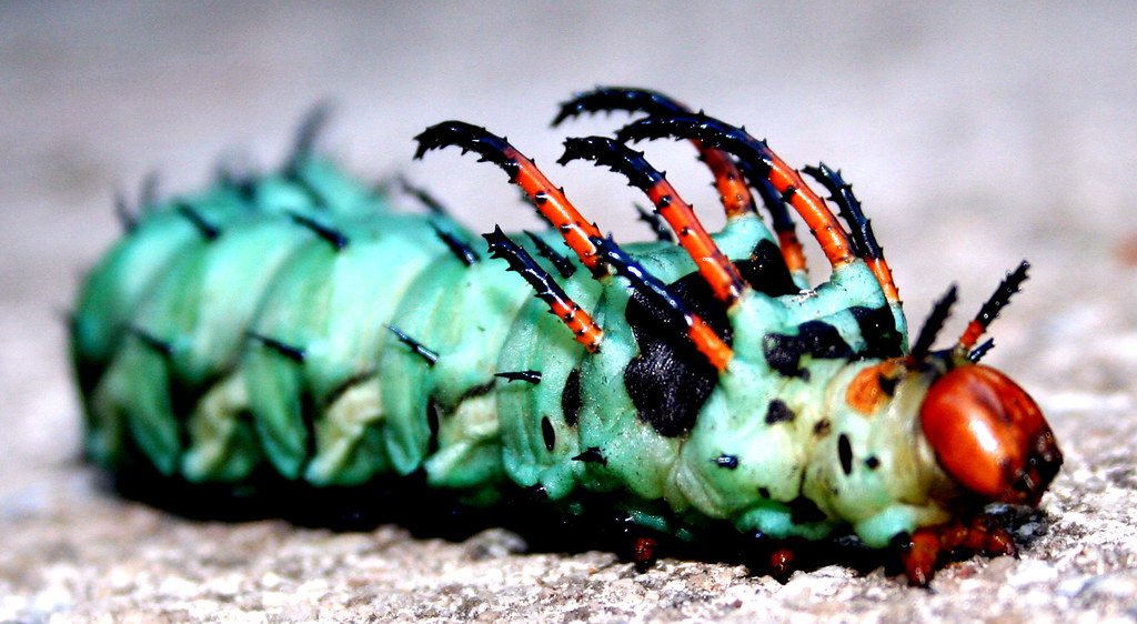 Citheronia regalis caterpillar