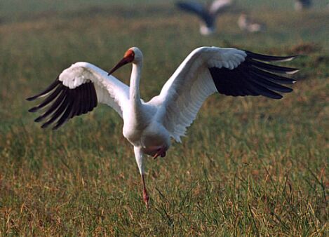 Sandhill crane migration michigan