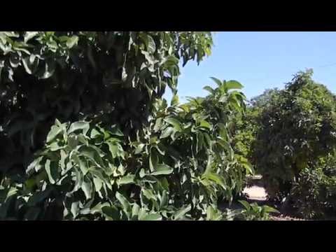 Buy lamb hass avocado tree