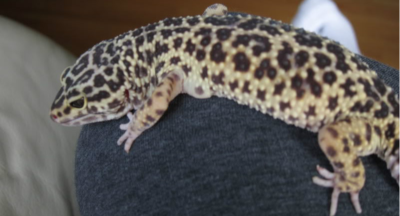 Can leopard geckos overeat